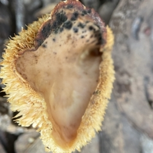 Hydnum 'repandum group' at Bango, NSW - 26 Aug 2022 04:53 PM