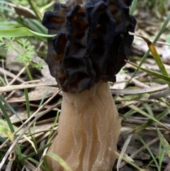 Morchella elata group (Morel) at Bango, NSW - 30 Sep 2022 by AJB