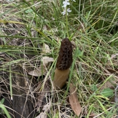 Morchella elata group at Bango, NSW - suppressed