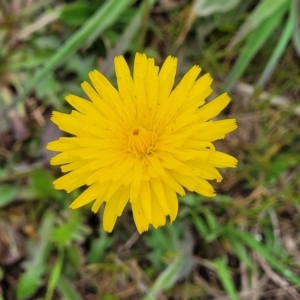 Hypochaeris radicata at Mitchell, ACT - 13 Oct 2022