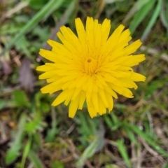 Hypochaeris radicata at Mitchell, ACT - 13 Oct 2022