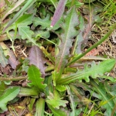 Hypochaeris radicata at Mitchell, ACT - 13 Oct 2022