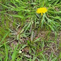 Hypochaeris radicata at Mitchell, ACT - 13 Oct 2022