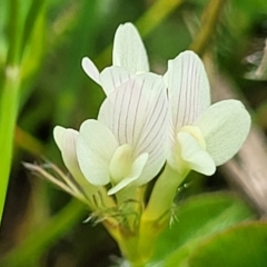 Trifolium subterraneum (Subterranean Clover) at Crace Grasslands - 13 Oct 2022 by trevorpreston