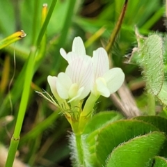 Trifolium subterraneum at Mitchell, ACT - 13 Oct 2022