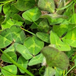 Trifolium subterraneum at Mitchell, ACT - 13 Oct 2022