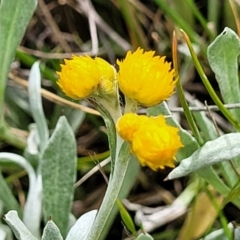 Chrysocephalum apiculatum (Common Everlasting) at Crace Grasslands - 13 Oct 2022 by trevorpreston