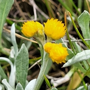 Chrysocephalum apiculatum at Mitchell, ACT - 13 Oct 2022