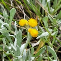 Chrysocephalum apiculatum at Mitchell, ACT - 13 Oct 2022