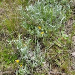 Chrysocephalum apiculatum at Mitchell, ACT - 13 Oct 2022