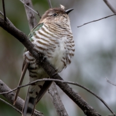 Chrysococcyx lucidus (Shining Bronze-Cuckoo) at Hackett, ACT - 13 Oct 2022 by Boagshoags