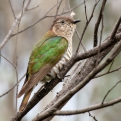 Chrysococcyx lucidus at Hackett, ACT - 13 Oct 2022 11:33 AM