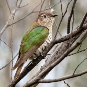 Chrysococcyx lucidus at Hackett, ACT - 13 Oct 2022