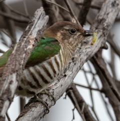 Chrysococcyx lucidus at Hackett, ACT - 13 Oct 2022