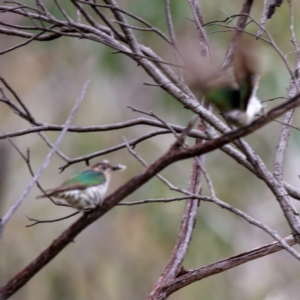 Chrysococcyx lucidus at Hackett, ACT - 13 Oct 2022