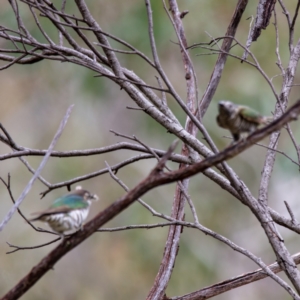 Chrysococcyx lucidus at Hackett, ACT - 13 Oct 2022