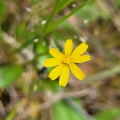 Hypochaeris glabra (Smooth Catsear) at Mitchell, ACT - 13 Oct 2022 by trevorpreston