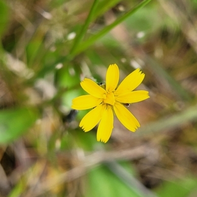 Hypochaeris glabra (Smooth Catsear) at Mitchell, ACT - 13 Oct 2022 by trevorpreston