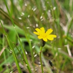 Hypochaeris glabra at Mitchell, ACT - 13 Oct 2022