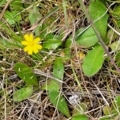 Hypochaeris glabra at Mitchell, ACT - 13 Oct 2022