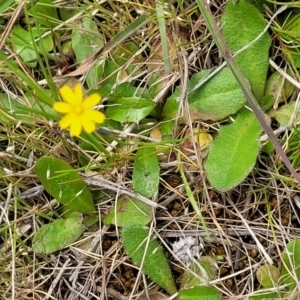 Hypochaeris glabra at Mitchell, ACT - 13 Oct 2022