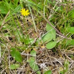 Hypochaeris glabra at Mitchell, ACT - 13 Oct 2022