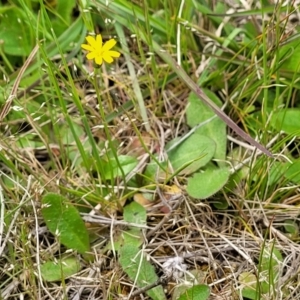 Hypochaeris glabra at Mitchell, ACT - 13 Oct 2022