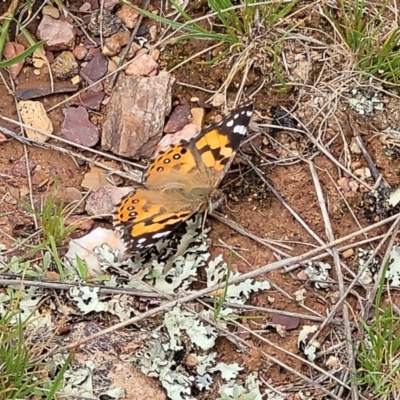 Vanessa kershawi (Australian Painted Lady) at Crace Grasslands - 13 Oct 2022 by trevorpreston