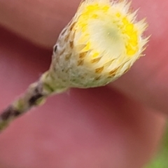 Leptorhynchos squamatus subsp. squamatus (Scaly Buttons) at Crace Grasslands - 13 Oct 2022 by trevorpreston