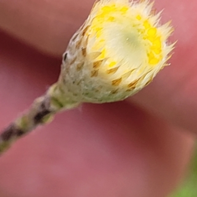 Leptorhynchos squamatus subsp. squamatus (Scaly Buttons) at Crace Grasslands - 13 Oct 2022 by trevorpreston