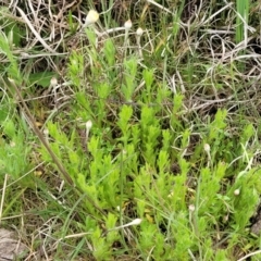 Leptorhynchos squamatus subsp. squamatus at Mitchell, ACT - 13 Oct 2022