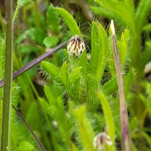 Leptorhynchos squamatus subsp. squamatus at Mitchell, ACT - 13 Oct 2022