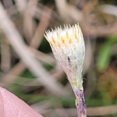 Leptorhynchos squamatus subsp. squamatus at Mitchell, ACT - 13 Oct 2022