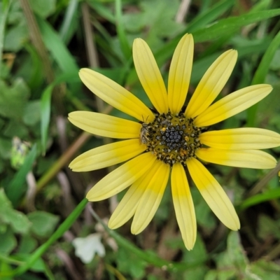 Arctotheca calendula (Capeweed, Cape Dandelion) at Mitchell, ACT - 13 Oct 2022 by trevorpreston