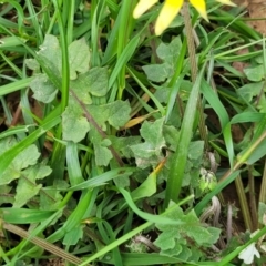 Arctotheca calendula at Mitchell, ACT - 13 Oct 2022 12:55 PM