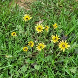 Arctotheca calendula at Mitchell, ACT - 13 Oct 2022 12:55 PM