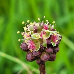 Sanguisorba minor at Mitchell, ACT - 13 Oct 2022