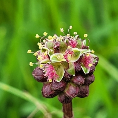 Sanguisorba minor (Salad Burnet, Sheep's Burnet) at Mitchell, ACT - 13 Oct 2022 by trevorpreston