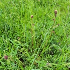 Sanguisorba minor at Mitchell, ACT - 13 Oct 2022