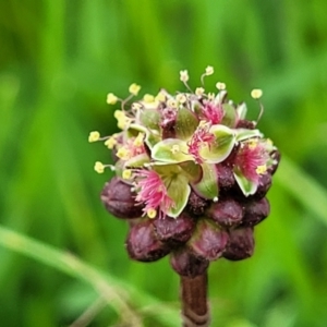 Sanguisorba minor at Mitchell, ACT - 13 Oct 2022