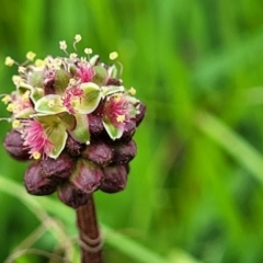 Sanguisorba minor at Mitchell, ACT - 13 Oct 2022