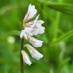 Vicia disperma at Mitchell, ACT - 13 Oct 2022