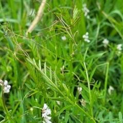 Vicia disperma at Mitchell, ACT - 13 Oct 2022 12:59 PM