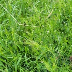 Vicia disperma at Mitchell, ACT - 13 Oct 2022