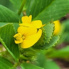 Medicago polymorpha (Burr Medic) at Crace Grasslands - 13 Oct 2022 by trevorpreston