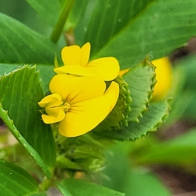 Medicago polymorpha (Burr Medic) at Crace Grasslands - 13 Oct 2022 by trevorpreston