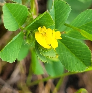 Medicago polymorpha at Mitchell, ACT - 13 Oct 2022 01:00 PM