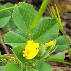 Medicago polymorpha at Mitchell, ACT - 13 Oct 2022 01:00 PM