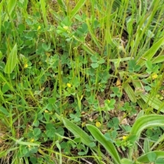 Medicago polymorpha at Mitchell, ACT - 13 Oct 2022