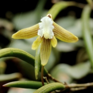 Dockrillia striolata at Mittagong, NSW - 13 Oct 2022